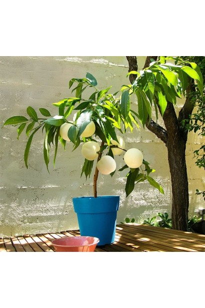 Персик Айс Піч - вирощування в контейнері